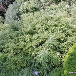 Buxus Sinica Var Insularis -pincushion — photo 1