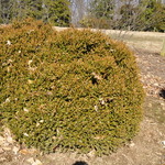 Buxus Sinica Var Insularis -pincushion — photo 2
