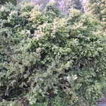 Buxus Sempervirens-northern Find — photo 1