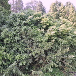 Buxus Sempervirens-northern Find — photo 2