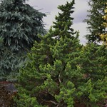 Cedrus Libani Green Knight — photo 1