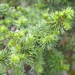 Cedrus Libani Green Knight — photo 2