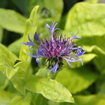 Centaurea Gold Bullion — photo 1