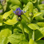 Centaurea Gold Bullion — photo 2