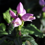 Chelone Lyonii 'Hot Lips' — photo 1