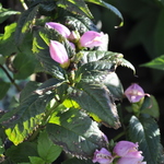 Chelone Lyonii 'Hot Lips' — photo 2