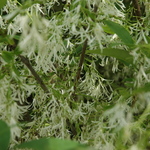 Chionanthus American — photo 1