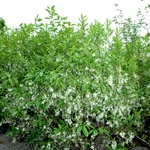 Chionanthus American — photo 2