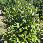 Chionanthus American — photo 3