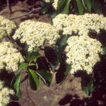 Cornus Alternifolia Chocolate Chip — photo 1