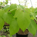 Cornus Alternifolia Chocolate Chip — photo 2