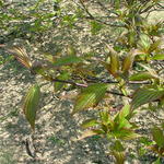 Cornus Alternifolia Chocolate Chip — photo 3