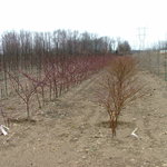 Cornus Alternifolia Chocolate Chip — photo 4