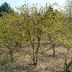 Cornus Alternifolia Chocolate Chip — photo 5