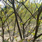 Cornus Alternifolia Chocolate Chip — photo 6