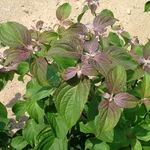 Cornus Alternifolia Chocolate Chip — photo 7
