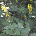 Cimicifuga Simplex 'Atropurpurea' — photo 1