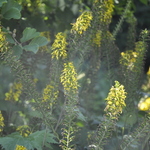 Cimicifuga Simplex 'Atropurpurea' — photo 2