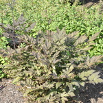 Cimicifuga Simplex 'Atropurpurea' — photo 3