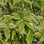Cornus Kousa Sanzam — photo 1