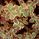 Cornus Kousa Sanzam — photo 2
