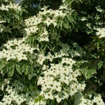 Cornus Kousa Sanzam — photo 3
