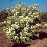 Cornus Kousa Sanzam — photo 4