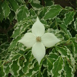 Cornus Kousa Sanzam — photo 5
