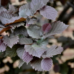 Corylus Avellana 'Rote Zeller' — photo 1