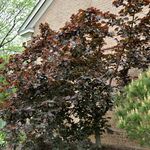 Corylus Avellana 'Rote Zeller' — photo 2