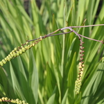 Crocosmia 'Lucifer' — photo 1