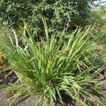 Crocosmia 'Lucifer' — photo 2