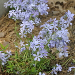 Cyclamineus Narcissus Jetfire — photo 2