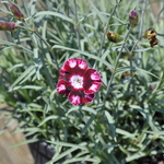 Dianthus 'Raspberry Swirl' PPAF — photo 1