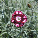 Dianthus 'Raspberry Swirl' PPAF — photo 2