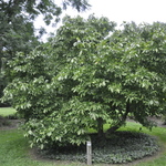 Magnolia liliiflora Betty — photo 4