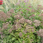 Eupatorium Dubium 'Baby Joe' — photo 1