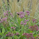 Eupatorium Dubium 'Baby Joe' — photo 2