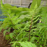 Fern, Athyrium 'Lady In Red' — photo 1