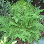 Fern, Athyrium 'Lady In Red' — photo 2