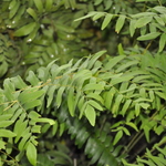 Fern, Polystichum Acrostichoides 'Christmas' — photo 2