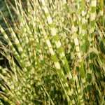 Miscanthus S. 'Gold Bar' — photo 1