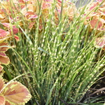 Miscanthus S. 'Gold Bar' — photo 3