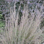 Grass, Schizacharium Scoparium (Little Blue Stem) — photo 2