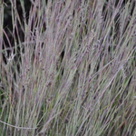 Grass, Schizacharium Scoparium 'The Blues' — photo 1