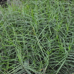 Carex Muskingumensis 'Little Midget' — photo 1