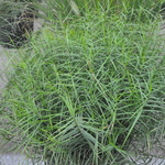 Carex Muskingumensis 'Little Midget' — photo 2