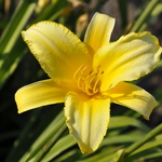 Hemerocallis 'Mary Todd' — photo 1