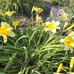 Hemerocallis 'Mary Todd' — photo 2