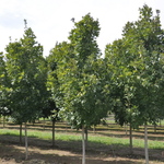 Acer saccharum 'Commemoration' — photo 4